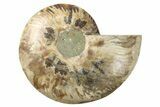 Cut Ammonite Fossil (Half) - Agatized #64951-1